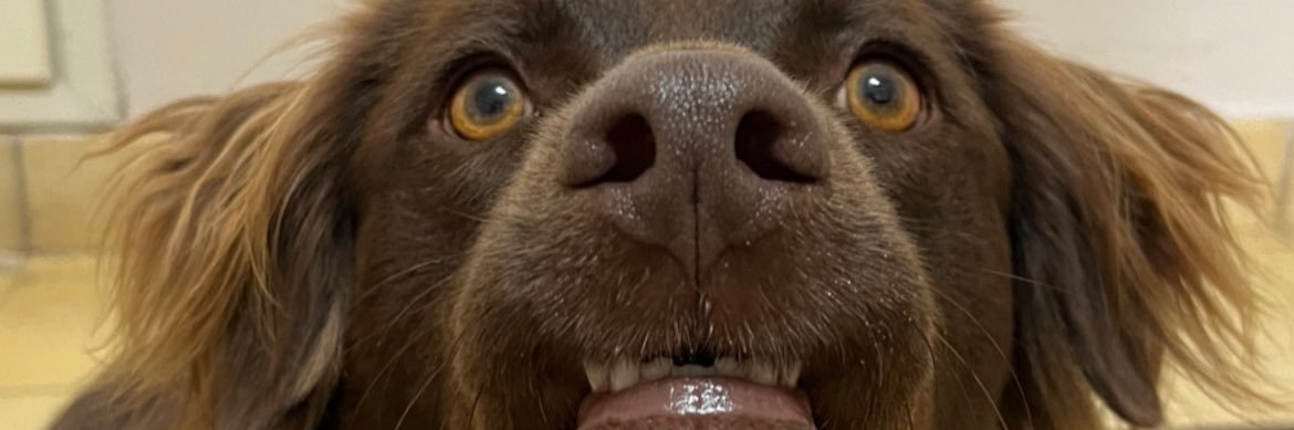 FlorVaccarini's profile banner image