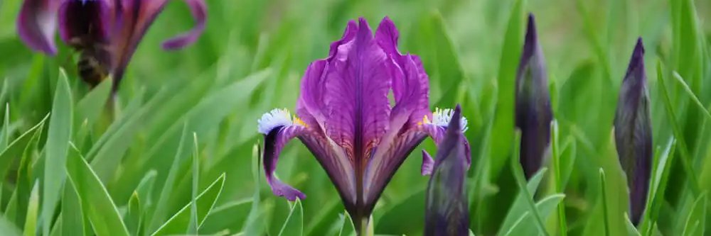 AnnedeBreuil's profile banner image