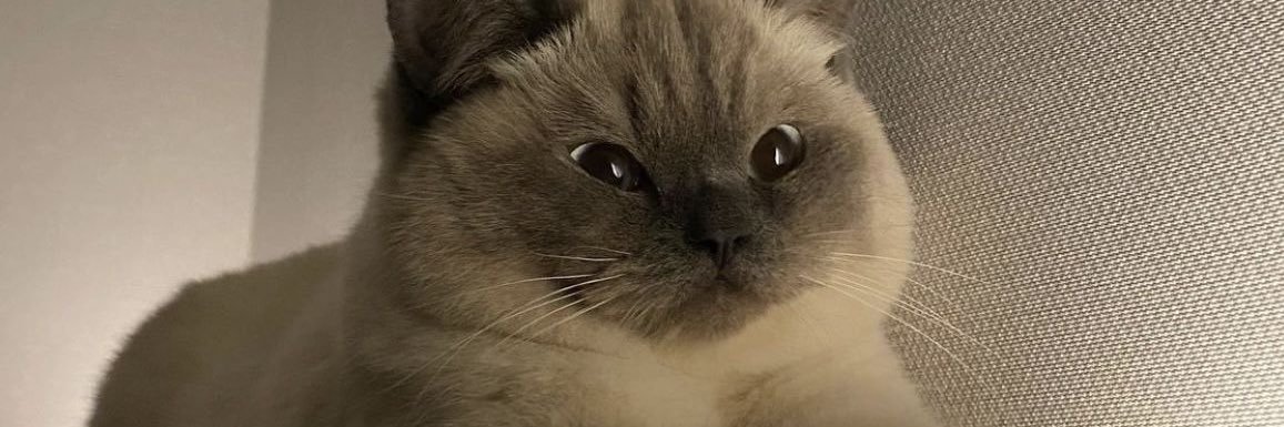 𝕿†𝕿𝕬𝕹 banner