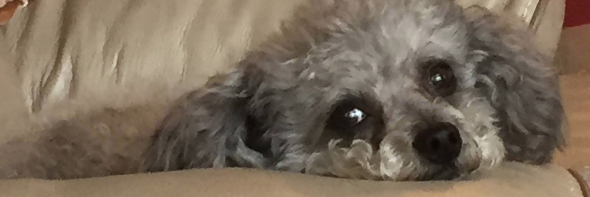 Perrine V. Crampton banner