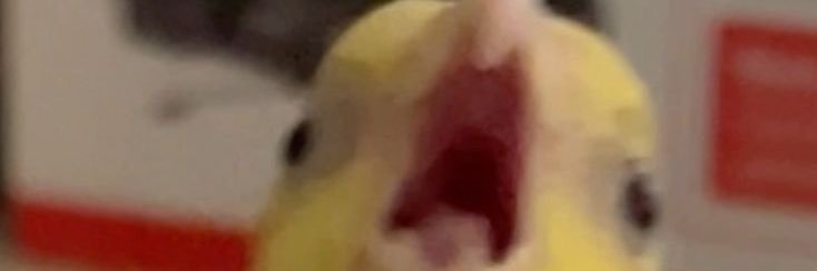 ちゃま banner