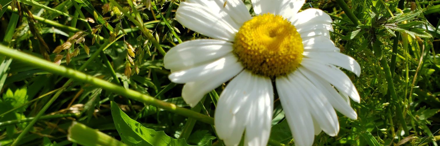 ritaroni's profile banner image