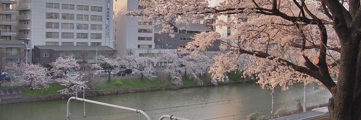 elleá banner