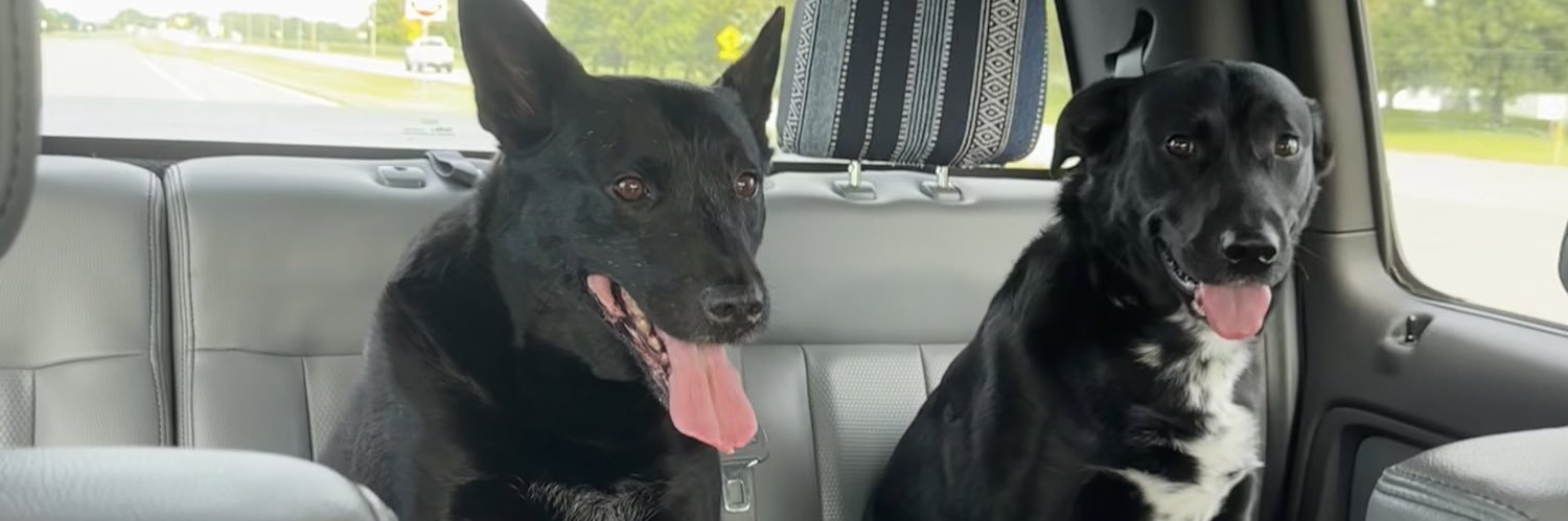 Alexis Thomas, MS4 banner