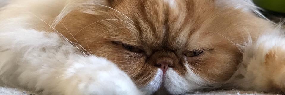 Angy_0510's profile banner image