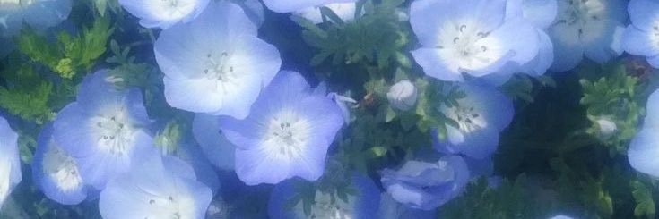 ✩.*˚ banner