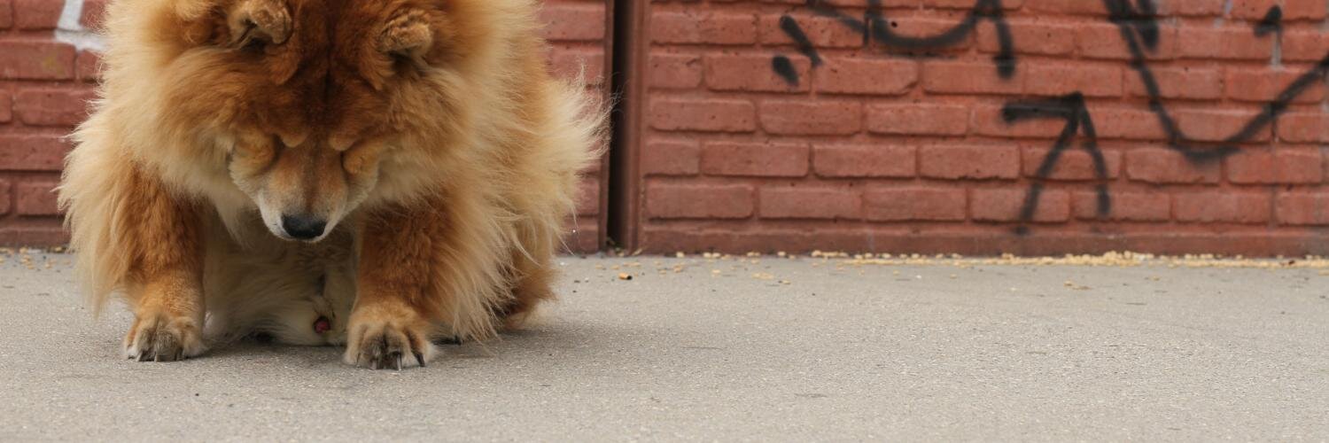 @geminibros.bsky.social banner