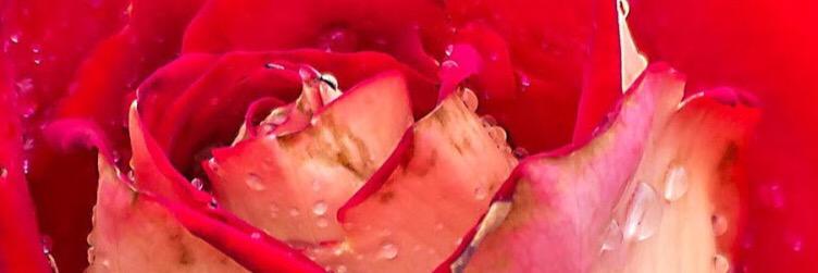 palomaramirez89's profile banner image