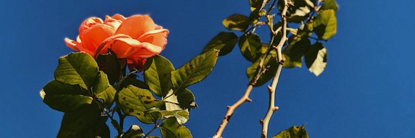 ClaudiaBrunso Profile Banner