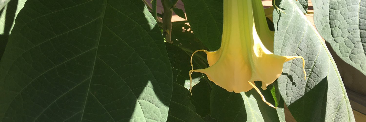 SSVYard's profile banner image
