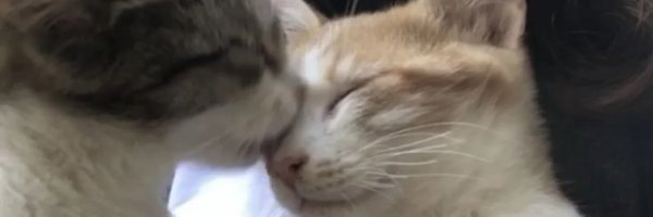 zeynepykucuk0 Profile Banner