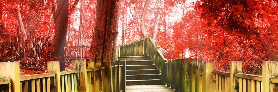 Dr. Cheryl Proctor banner