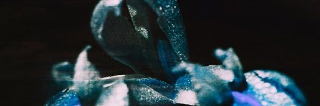 Liz the Alien's banner