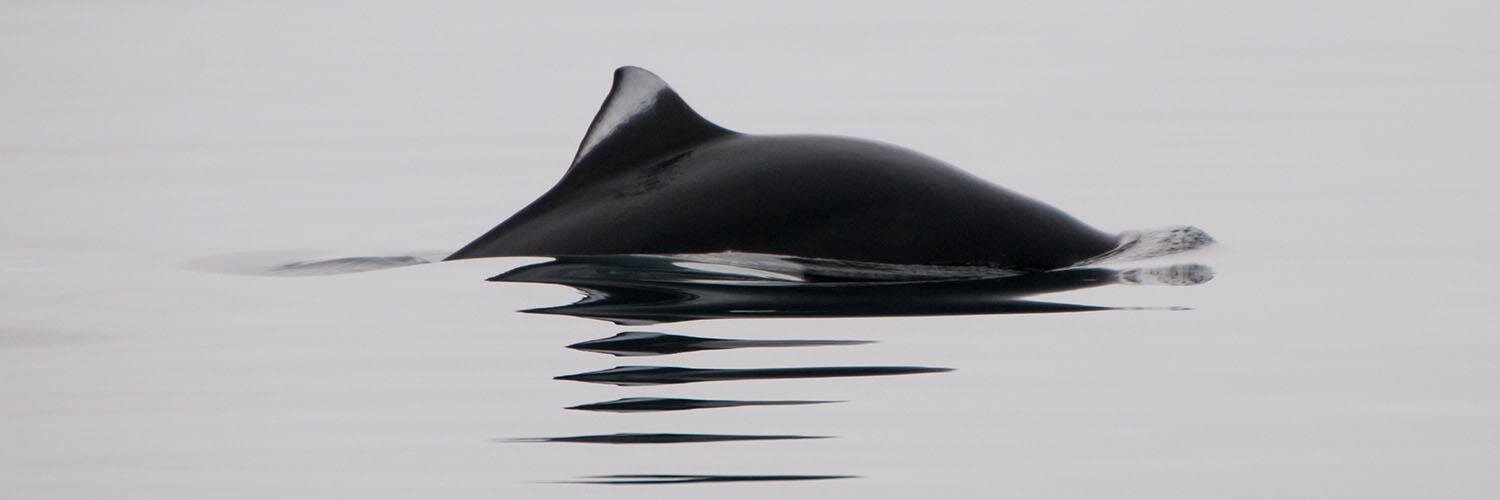 Peter Howlett banner
