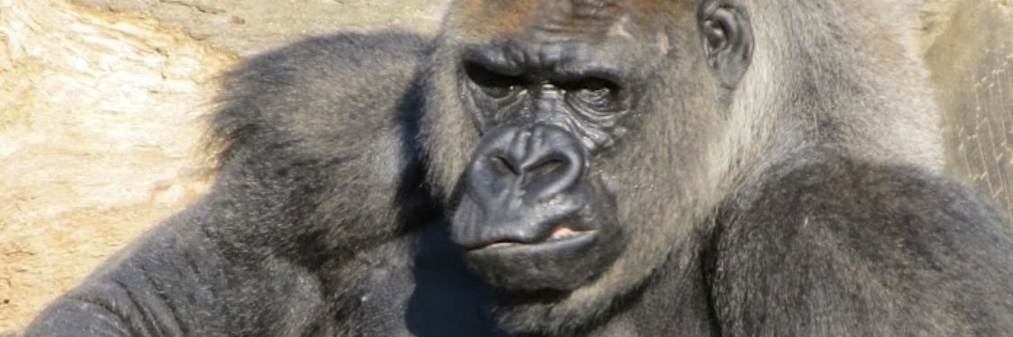 dadeeape's profile banner image