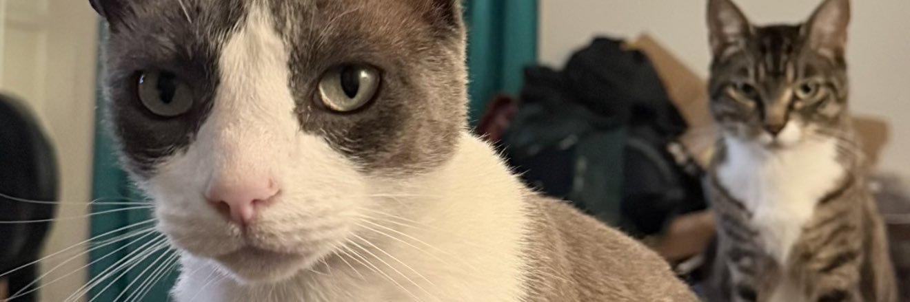 there is no Dana, only Zoom. banner