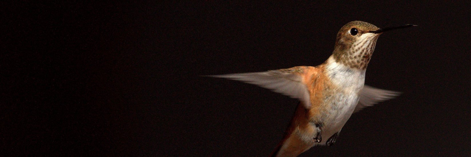 Jerónimo Avilés banner