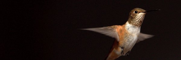 jeronimoaviles Profile Banner