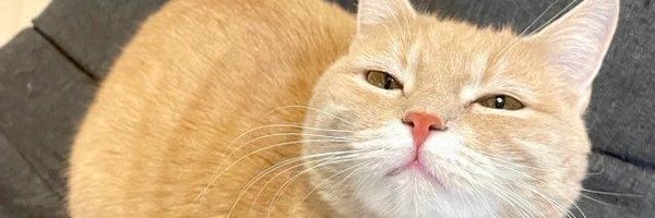 MashStake2 Profile Banner