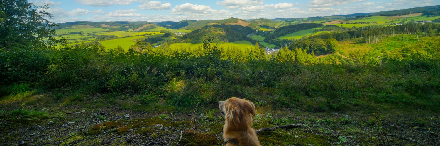realSteilmann's profile banner image