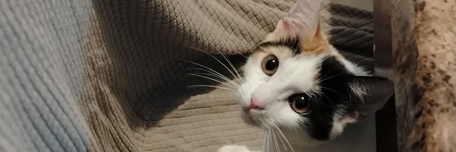 Draimrr's profile banner image