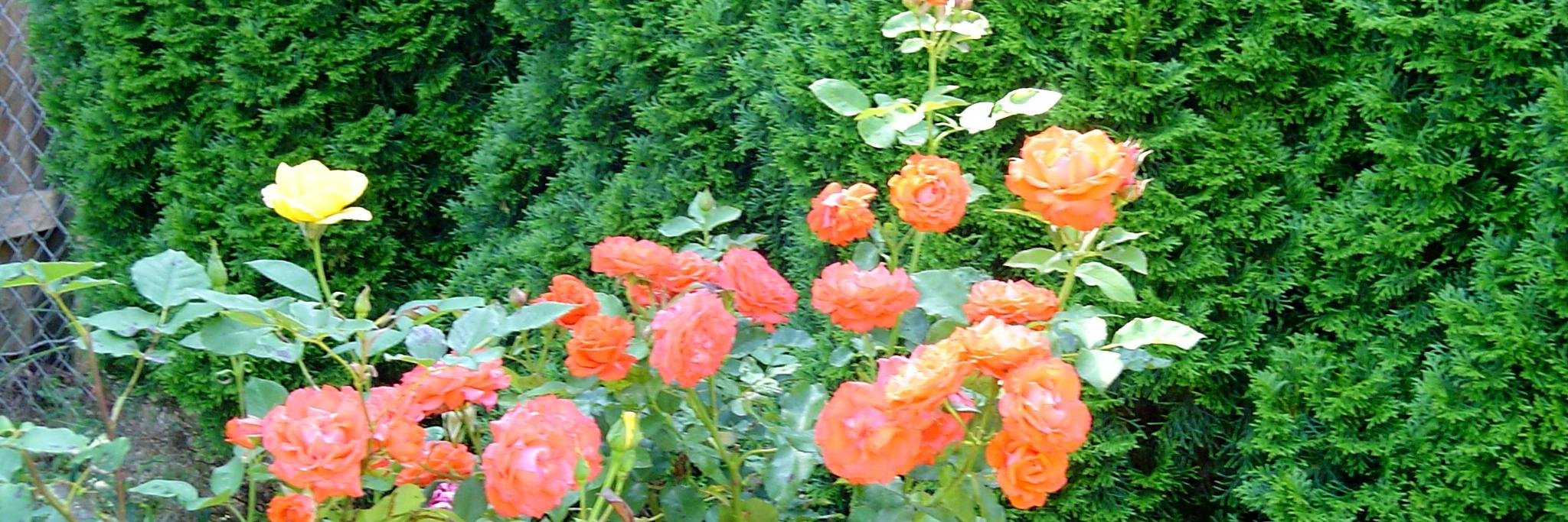 Janihall58's profile banner image