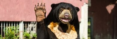 BlackBear banner