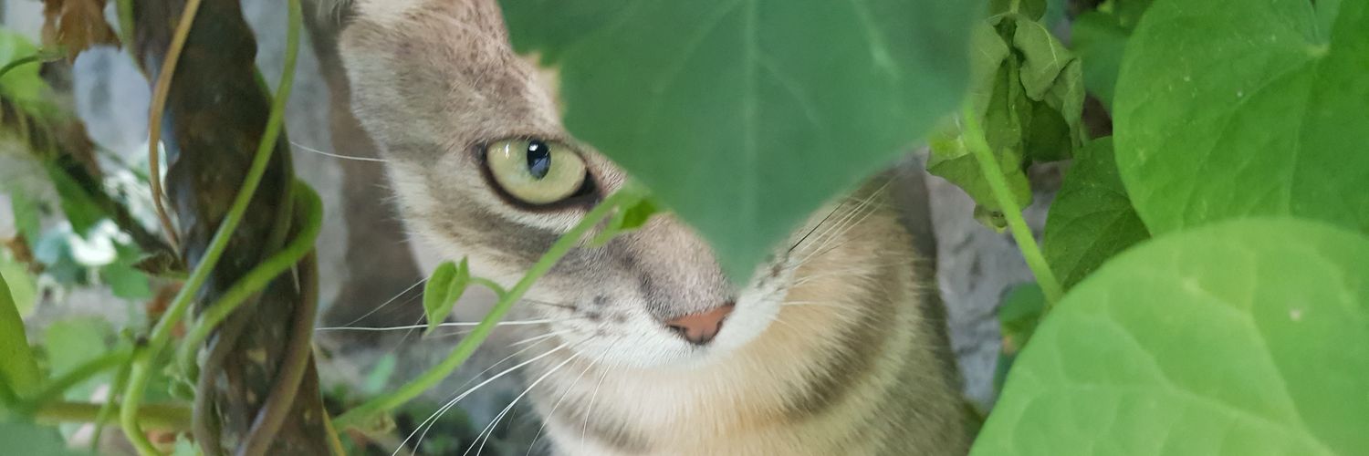 chascomaiden's profile banner image