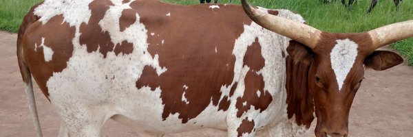 bylonbylon4 Profile Banner