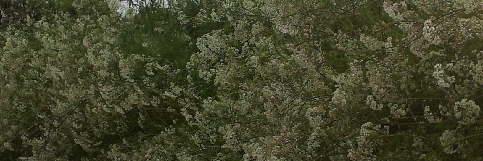 GrannyAlex's profile banner image