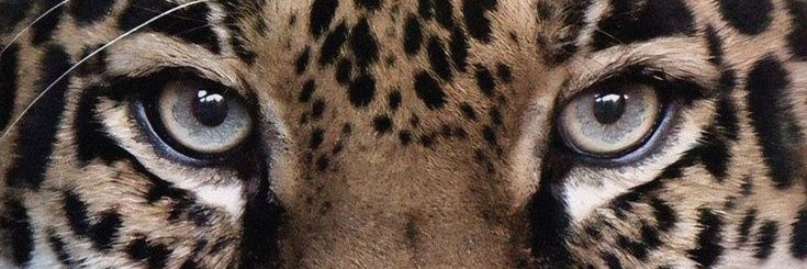 𝓷 banner