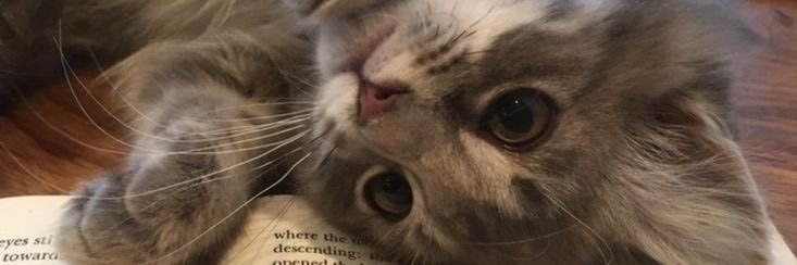 🌷siia 𝜗𝜚˚⋆ banner