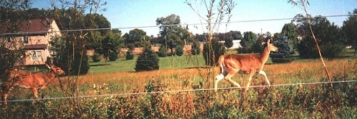 fawn banner