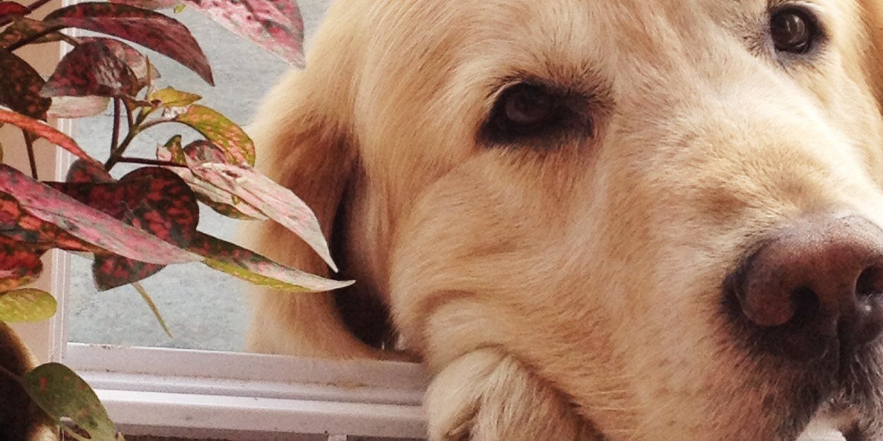larajuliaa's profile banner image