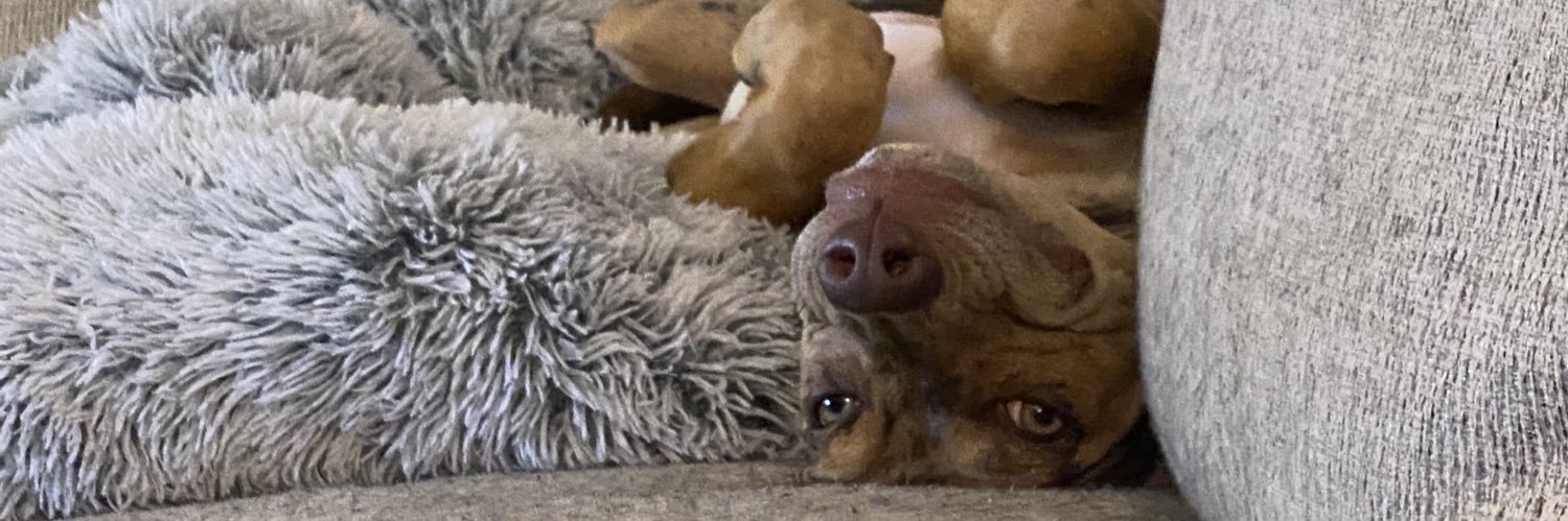 Sarah Sanderson ☪︎ banner