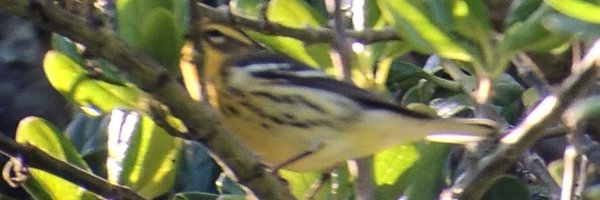 birderdave Profile Banner