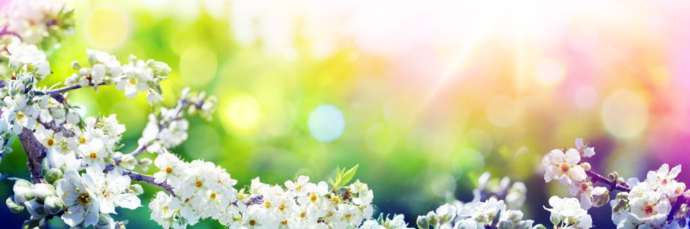 BachYurina's profile banner image