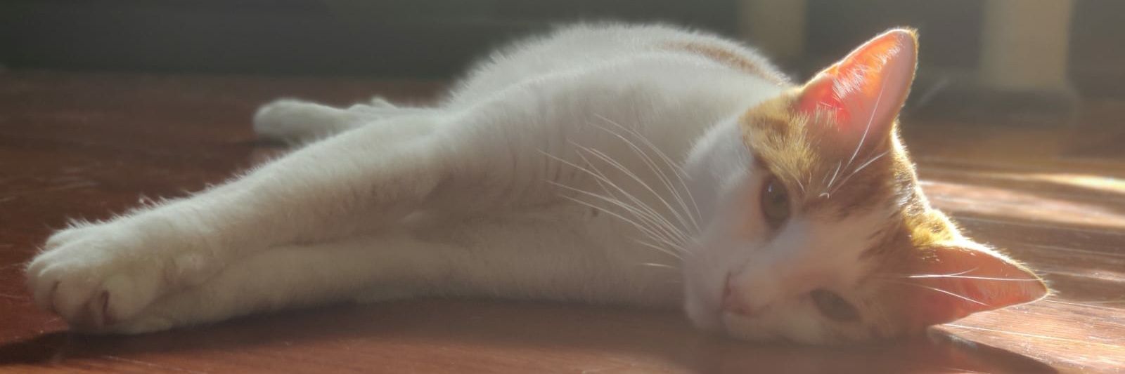 msteamarul's profile banner image