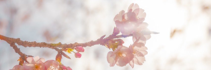 りむ banner