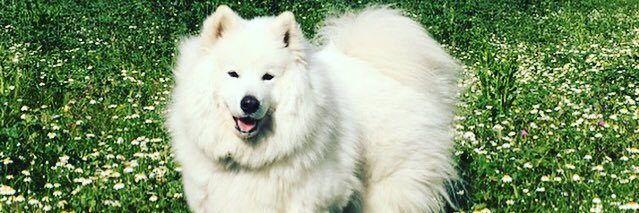 davidcuspinera's profile banner image
