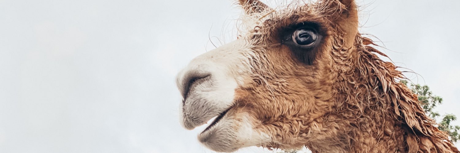 dannnishhh's profile banner image