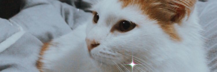 aliamanis's profile banner image