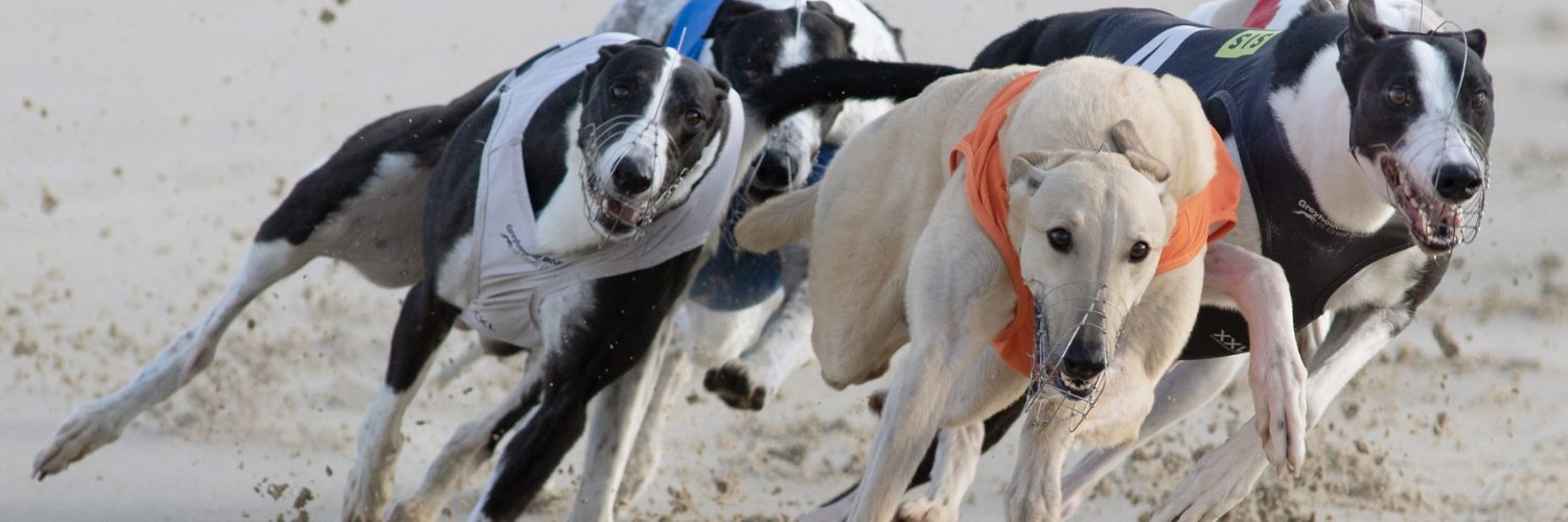 Towcester Racecourse Greyhounds banner