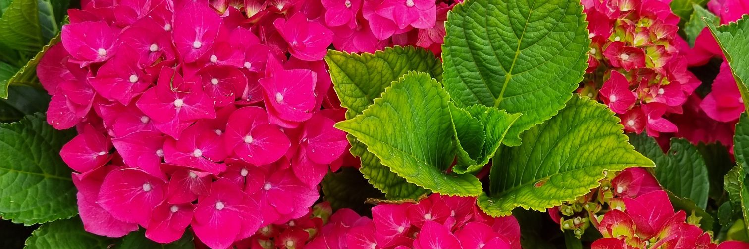 Caroline Bernard (she/her) 💙💚 banner