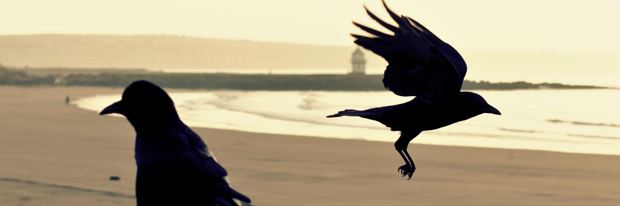 molebomb's profile banner image