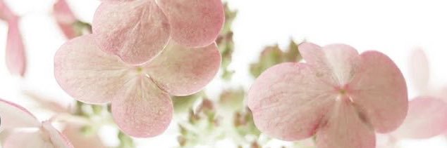 lilypad's banner