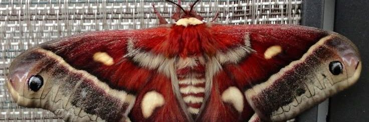 nikobbota's profile banner image