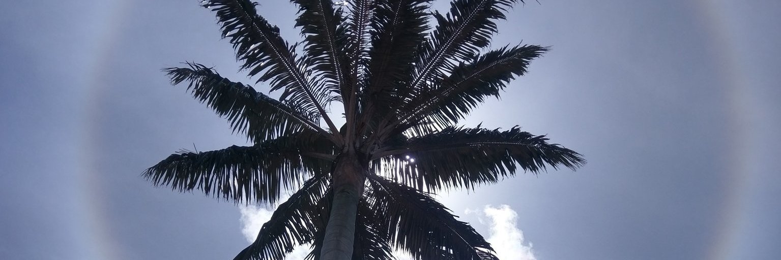 toleado's profile banner image