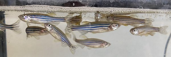 AB_Salgueiro Profile Banner