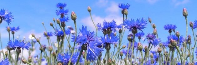 Wilj59's profile banner image